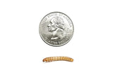 500 Large Live Mealworms Nutritious Live Reptile Food, Ideal for Reptiles, Packed with Protein, Perfect for Bearded Dragon, Amphibians, Fish and Chickens, Enhances Foraging Instincts